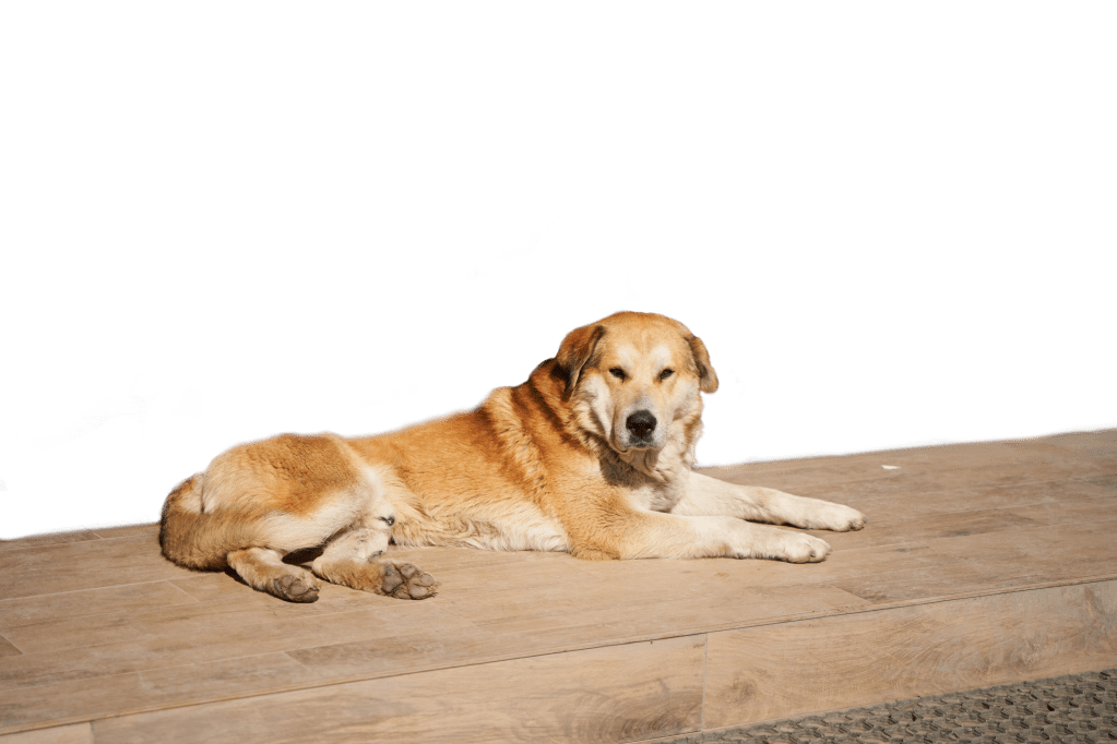 fetter, fauler, streunender Hund, der sich an den Sonnenstrahlen wärmt