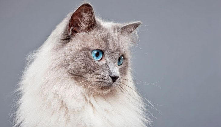 Wie oft sollte eine Katze zum Tierarzt gehen?