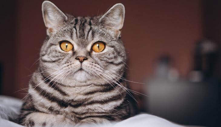 Eine grau getigerte Katze mit auffallend bernsteinfarbenen Augen starrt nach vorne und ruht sich bequem auf einer weichen Unterlage aus.
