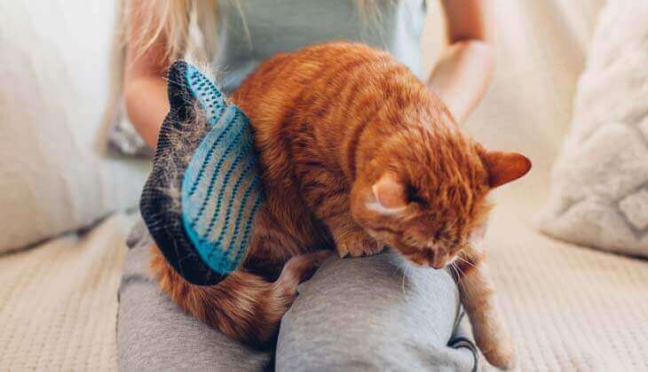 Muss ich meine Katze putzen?