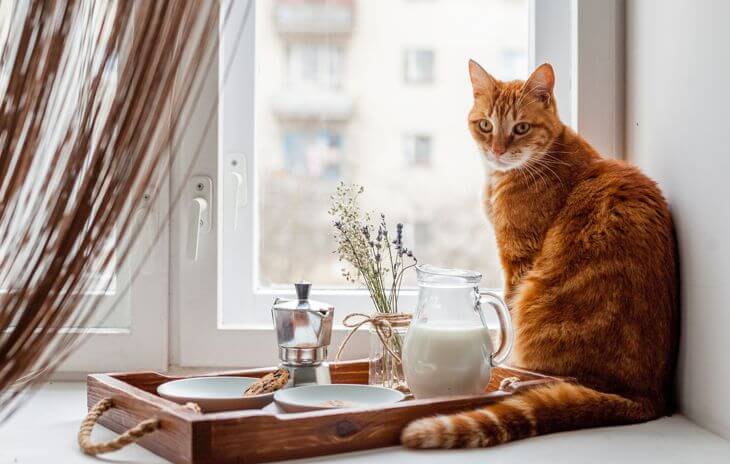 Es ist immer am besten, den Tierarzt Ihrer Katze um Rat zu fragen.