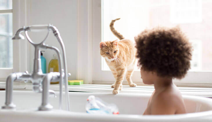 Katze beobachtet Bad.