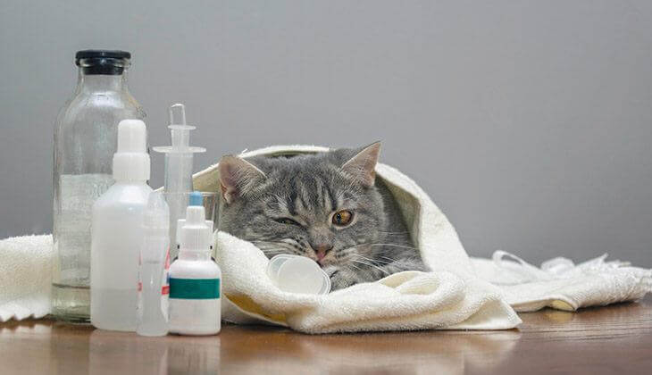 Eine in ein Handtuch gewickelte Katze, umgeben von medizinischem Material.