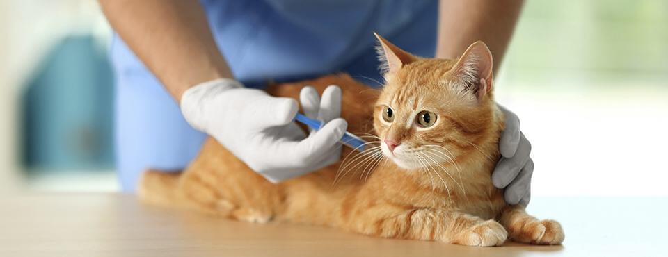 Ginger-Katze erhält von einem Tierarzt eine Injektion