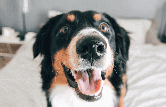 Hund auf dem Dach eines Bettes