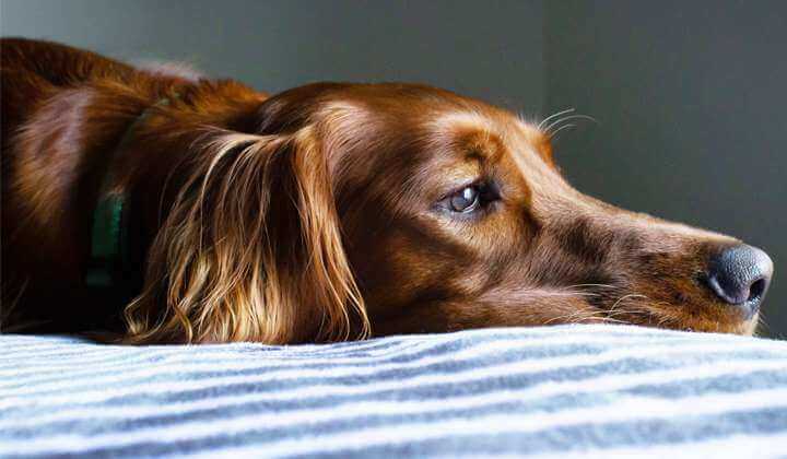 Ein brauner Hund liegt auf einem gestreiften Bett und blickt nachdenklich in die Ferne.