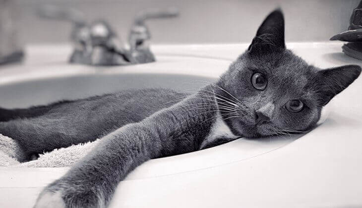 Katze ruht in einem Waschbecken