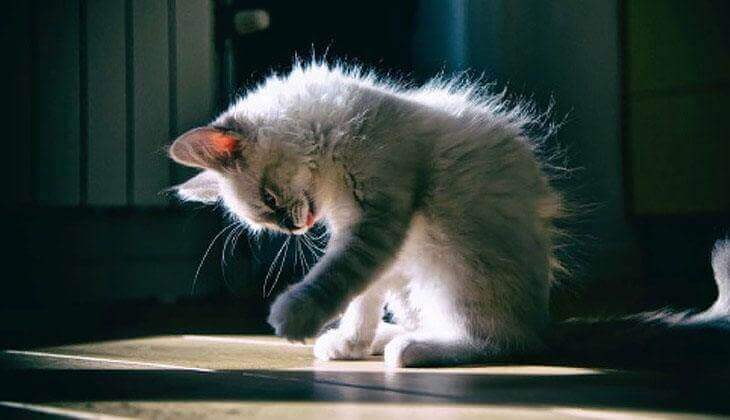 Ein flauschiges Kätzchen spielt neugierig in einem Fleckchen Sonnenlicht, sein Fell leuchtet sanft.