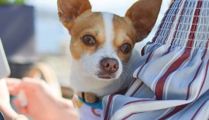 Hund ruht mit seinem Besitzer