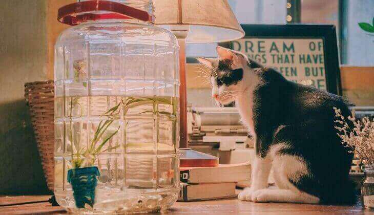 Katze sitzt auf einem Tisch