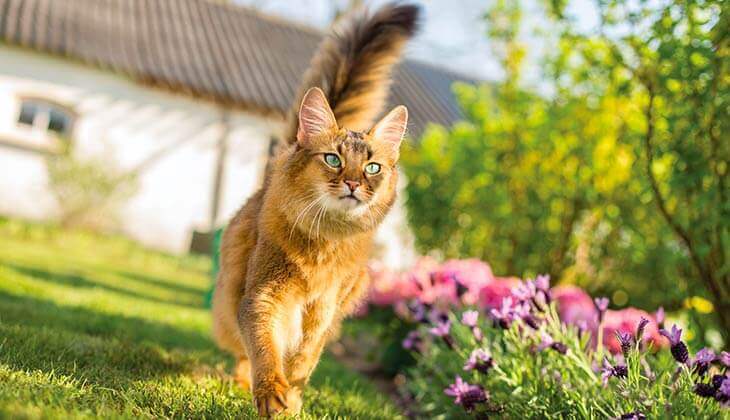 cat outside, looking around