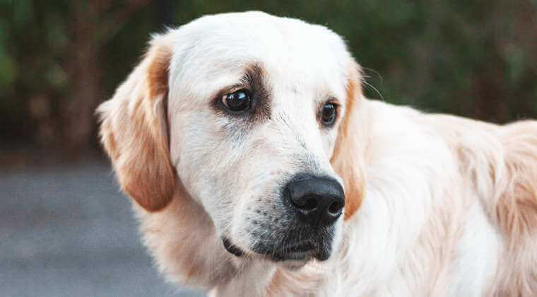 Ein Golden Retriever mit sanftem Ausdruck, der nachdenklich zur Seite blickt.