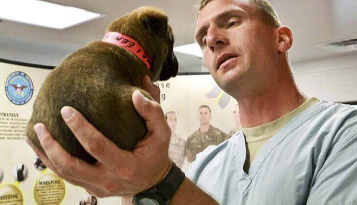 Hund wird von einer Tierärztin untersucht