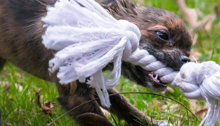 Hund spielt mit einem Seil auf einer Wiese
