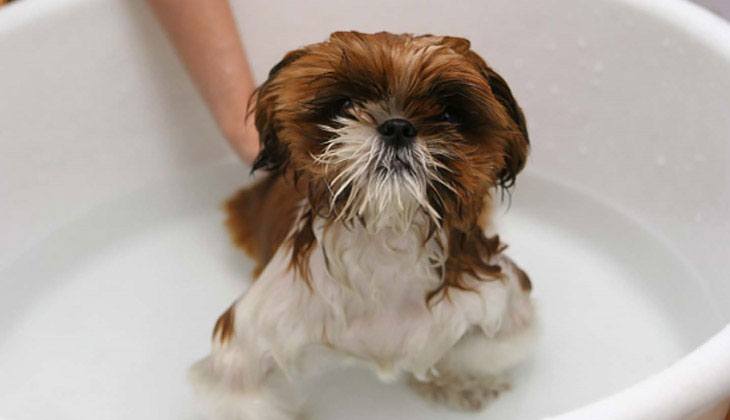 Hund nimmt ein Bad in einem Waschbecken