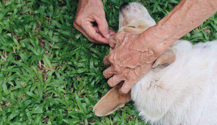 Zecken bei Hunden