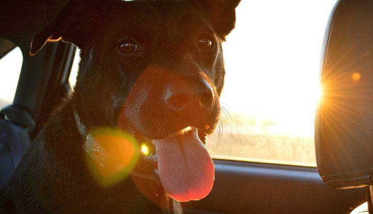 Ein glücklicher Hund sitzt mit herausgestreckter Zunge in einem Auto und genießt das Sonnenlicht, das durch das Fenster fällt.