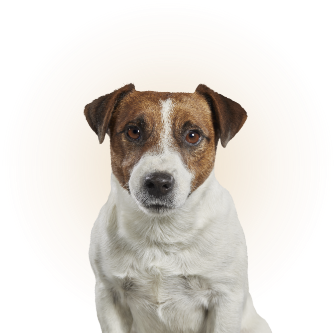 Finden Sie das Wissen, das Sie brauchen, um Ihr Haustier sicher zu halten