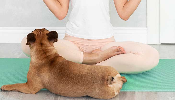 Meditation mit kleinem Hund