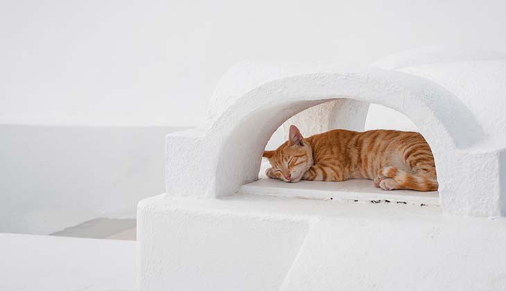 Orangefarbene Katze schläft.