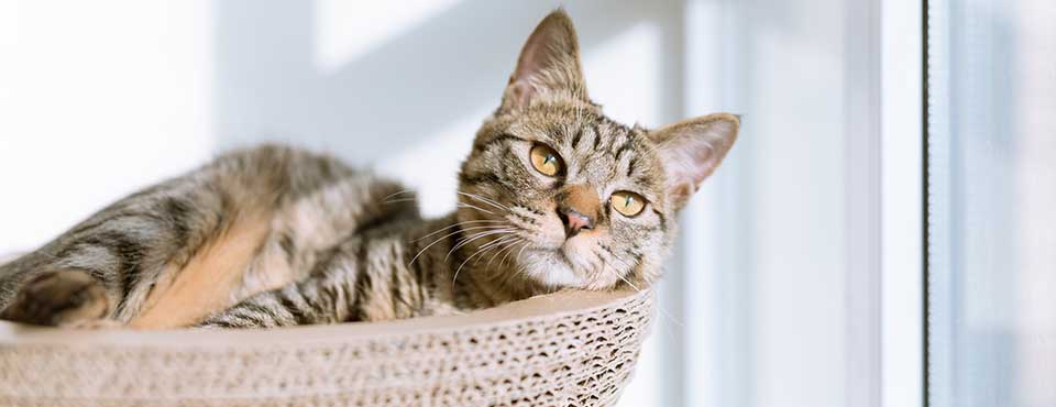 Getigerte Katze beim Ausruhen.