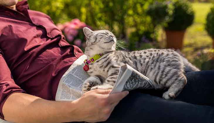 Graue Katze beim Entspannen.