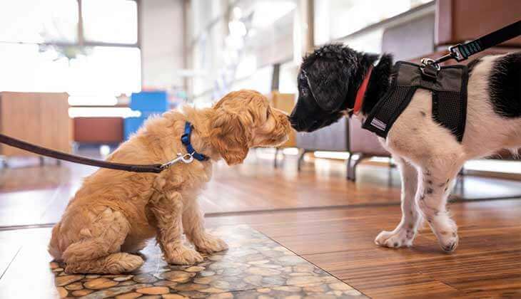 zwei Hunde, die sich gegenüberstehen