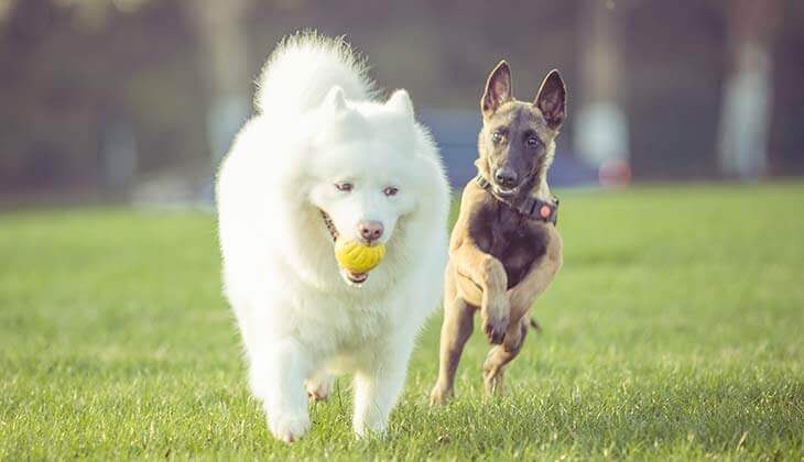 weißer Hund und schwarzer Hund