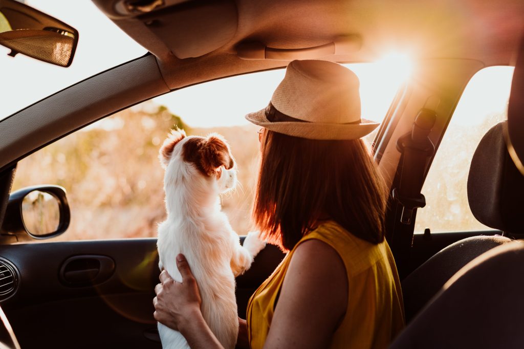 Hund und Tierhalter, die im Auto aus dem Fenster schauen