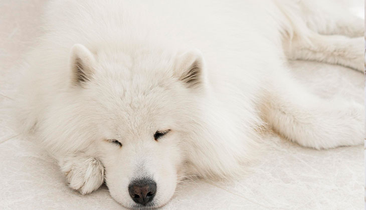 Ich bin mir nicht sicher, ob mein Hund eine neue Diät zu sich nehmen wird