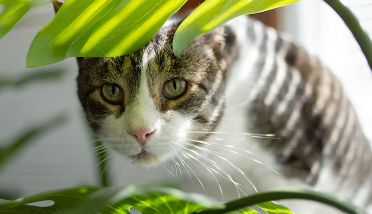 Haustiere giftig sind?