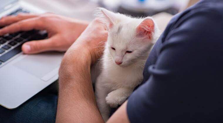 Un chaton blanc reposant dans les bras de quelqu’un pendant qu'il utilise un ordinateur portable.