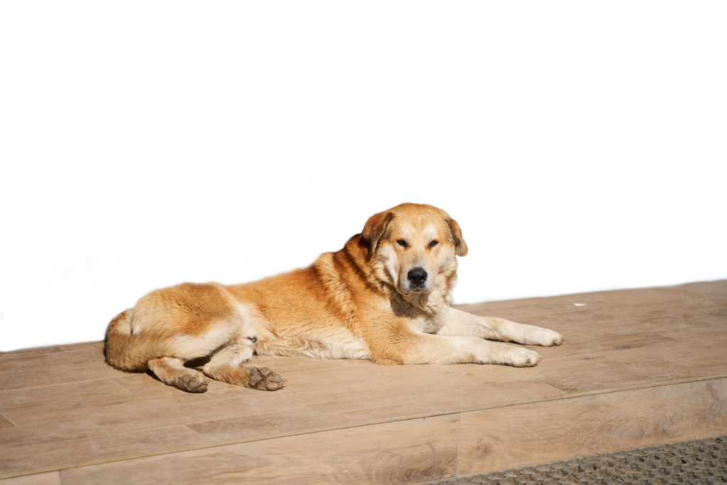 chien gras et paresseux errant qui se réchauffe aux rayons du soleil