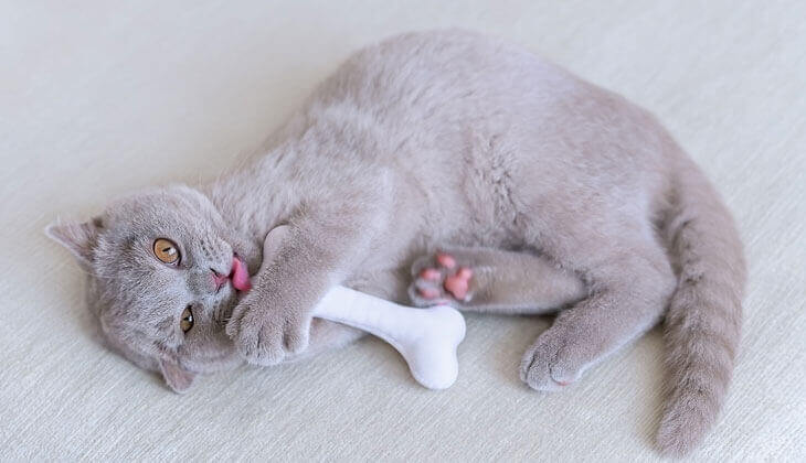 Beim Spielen mit Ihrer Katze können