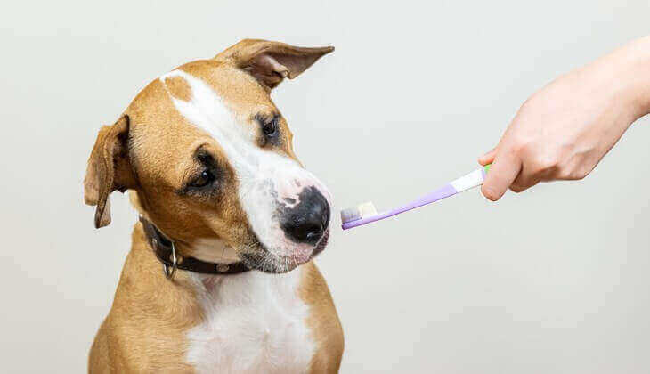 Un chien curieux examine une brosse à dents qui lui est tendue.