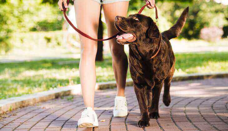 Un chien heureux se promène en laisse avec son propriétaire dans un parc.