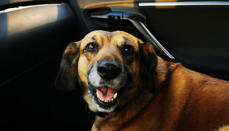 Chien heureux en voiture.