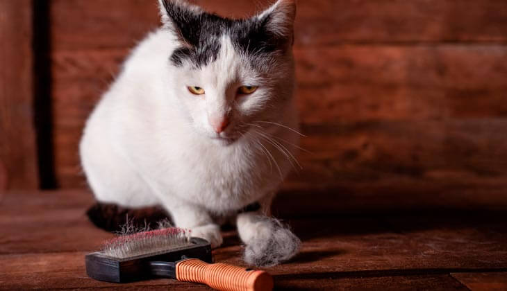 Wie entstehen Haarballen?