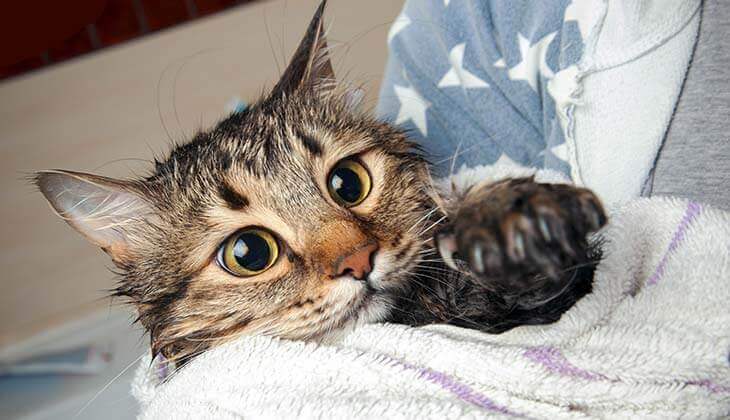 Nasse Katze eingewickelt.