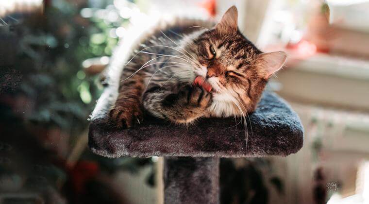 Chat tigré faisant sa toilette sur un arbre à chat.