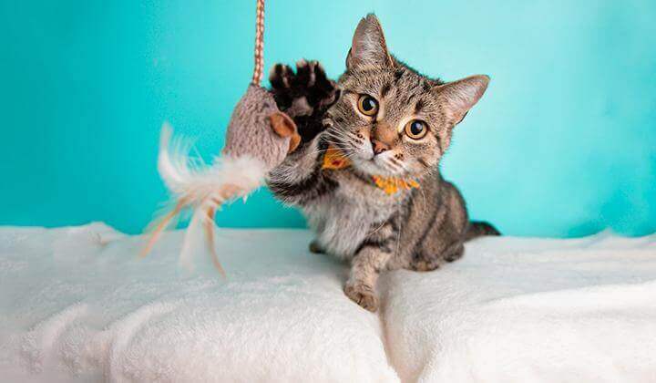 Chat jouant avec une souris en peluche.