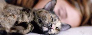 Eine Katze, die friedlich neben einem Menschen schläft.