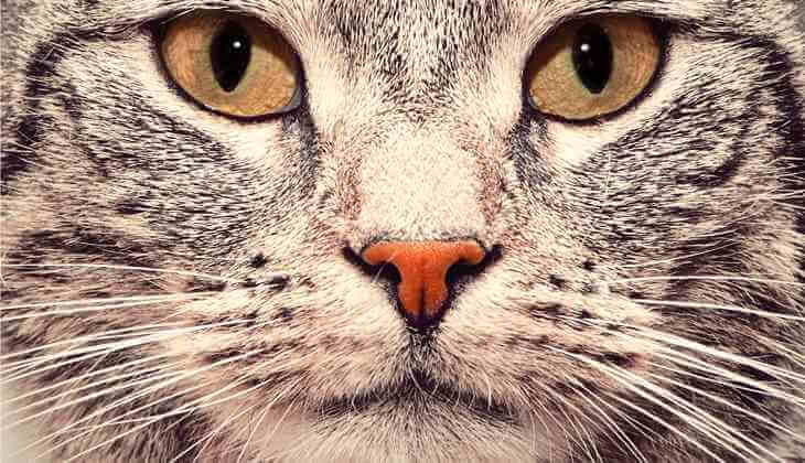 Gros plan sur le visage d'un chat