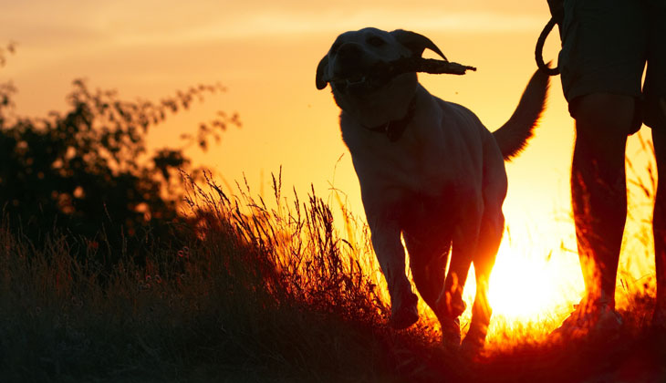 Promenade avec le chien au coucher du soleil.
