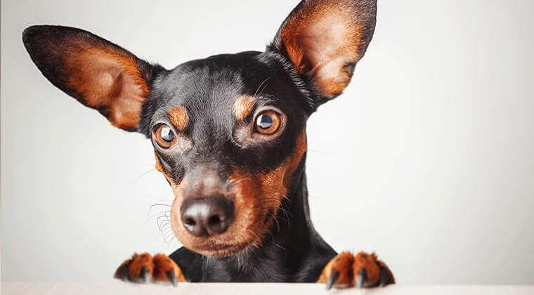 Un chien curieux noir et marron clair avec de grandes oreilles regarde par-dessus une surface et regarde directement la caméra.