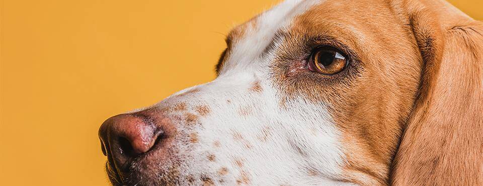 Nahaufnahme eines Hundegesichts vor einem gelben Hintergrund.