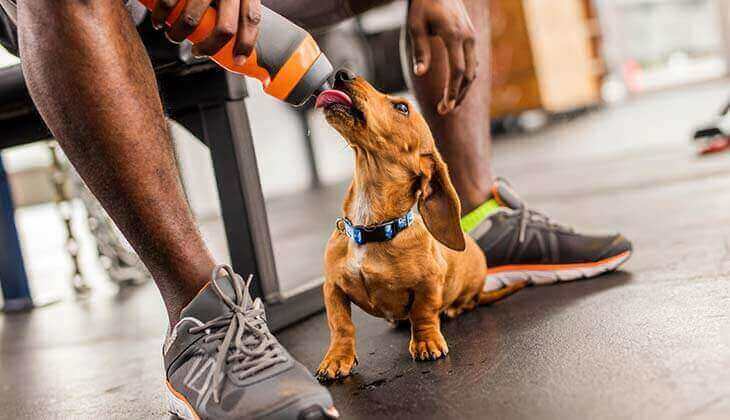 Eau potable pour chien.