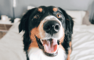 Hund auf dem Dach eines Bettes