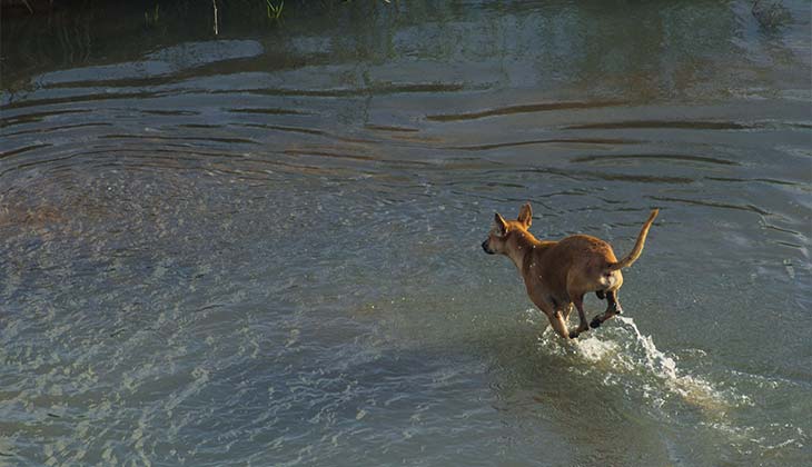 Chien dans l'eau.