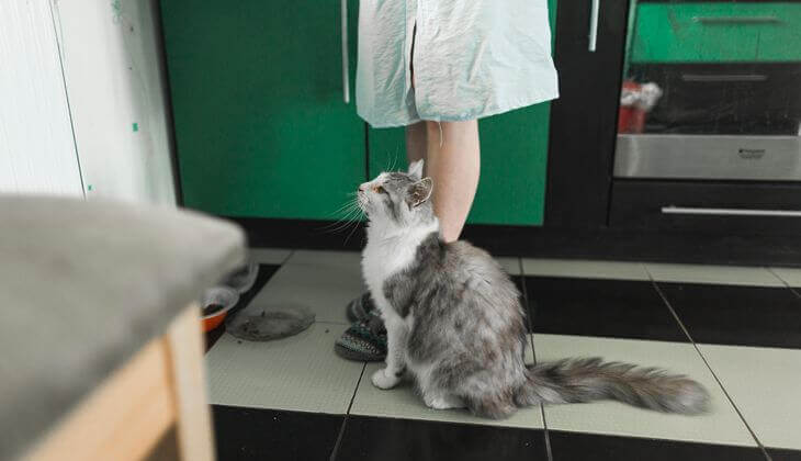 Les aliments suivants doivent être tenus à l'écart de votre chat.